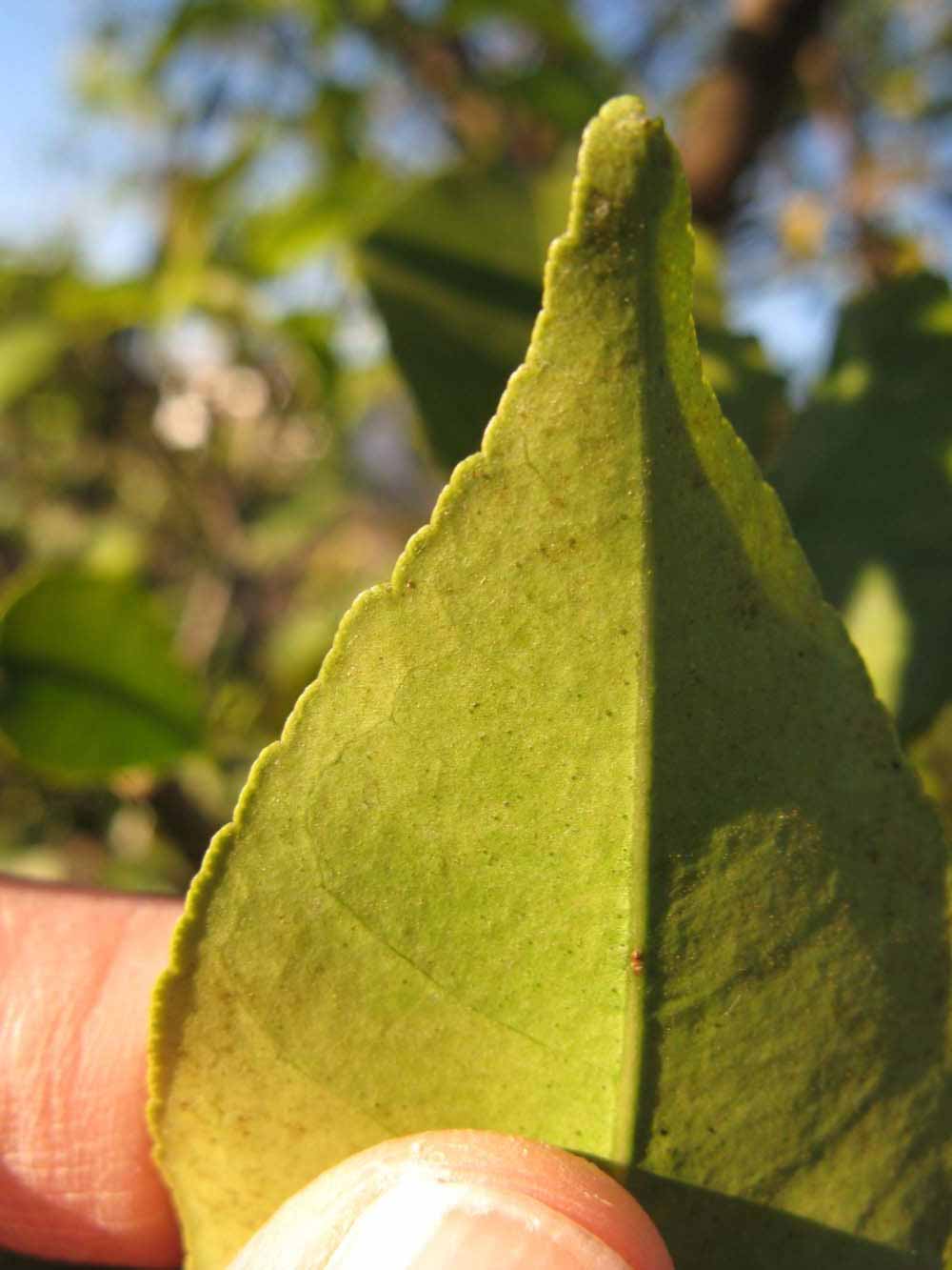              Margin (Winter Haven, FL)       